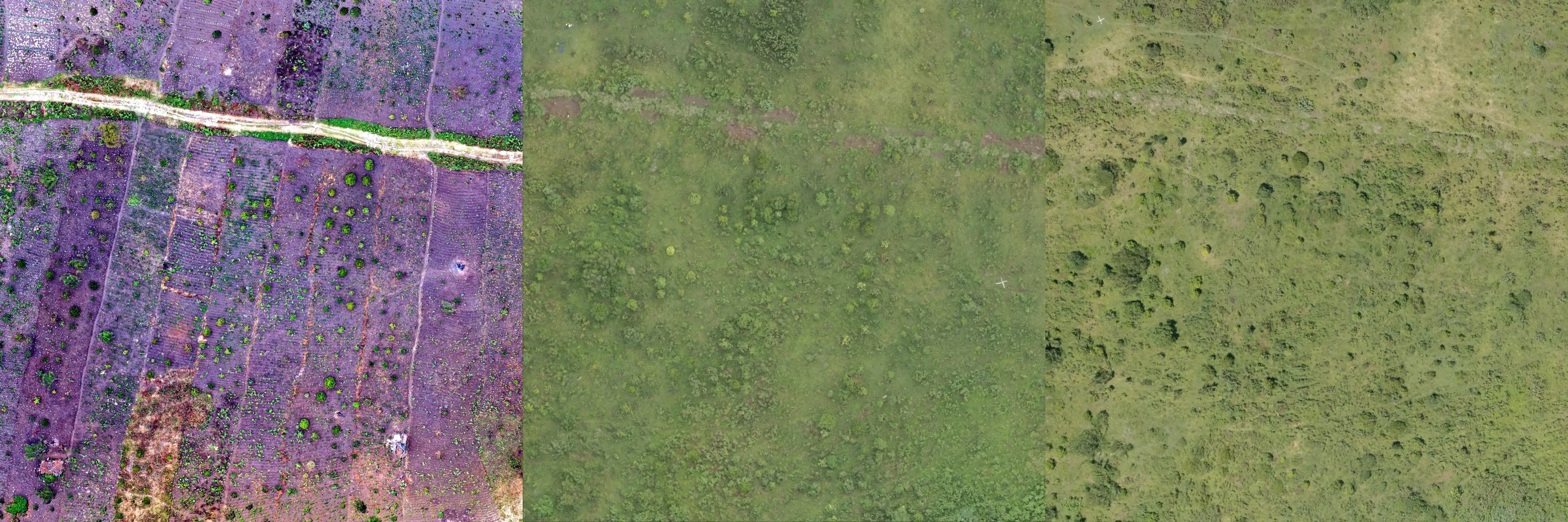 Kieni Forest Aerial View